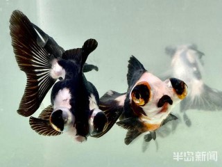 觀賞魚銷售火爆，“熊貓金魚”受青睞