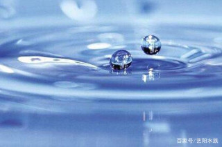 水質對觀賞魚的重要性不高？簡單說一下觀賞魚對水質的要求
