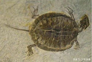 古生物學家成功複原2億年前烏龜化石，卻發現遠古烏龜並不會縮殼