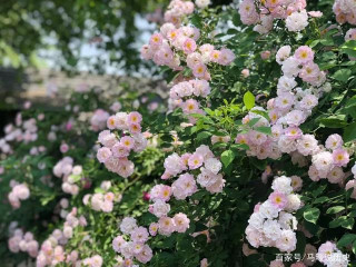家中有小院，不妨種植這種藤本植物，花朵鮮豔，盆栽也可種