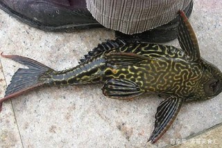 以前被當作觀賞魚引進我國，如今在農村河裏泛濫，至今沒有天敵