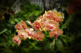 6月，吉星開始照顧它，交叉財富是好的，十二生肖來自家庭