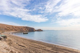 大連有座未開發島叫豬島，在豬島上看到野生的驢