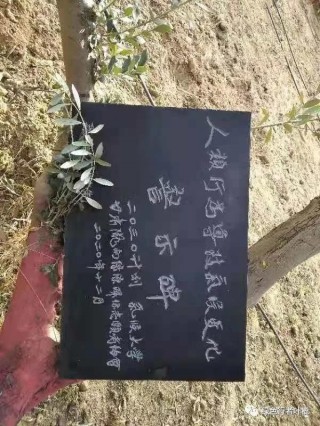 甘肅首個“氣候變化警示碑”亮相隴南大堡油橄欖園