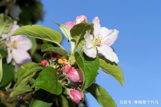 12月中旬，舊情雖入骨，但四星座依舊清晰，選擇適