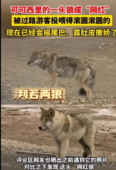 可可西裏一頭狼被投喂成胖“網紅”，為什麼專家不讓人們投喂？