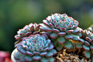 被拉入“黑名單”的4種花，別被外表迷惑了，養不好白費力_種植_花卉_開花