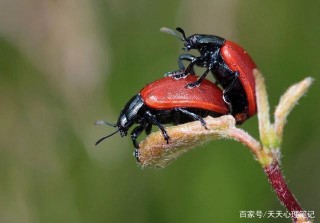 12星座中，完美的處女座和摩羯座相處，要記住這4條