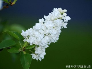 未來一周，舊情往事，未曾放下，三大星座面對求和，大膽接受