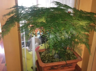 3株花適合養家中，不僅觀賞程度強，而且對人體身心都有好處_花卉