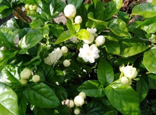 茉莉花養的枝葉太稀拉，用點「小訣竅」，蹭蹭長葉，四季花開不斷