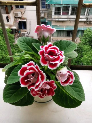 盆栽大岩桐，優秀的室內觀花植物，花期幾乎全年，好看又好養！
