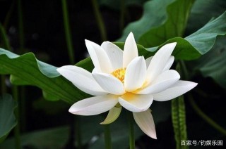 李冰冰：我是娛樂圈蓮花，雖然有幾段情史，不妨礙找小16歲男友