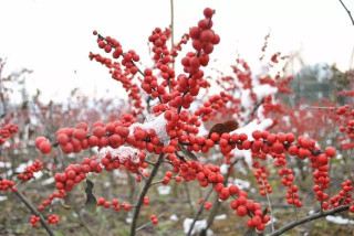 這種植物越冷長得越好，養護也很簡單，一到冬天還長滿了紅果