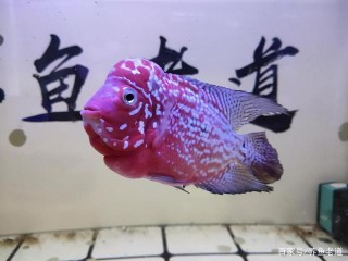 快速解除觀賞魚心理壓抑，看似不難，下述問題都做到了嗎？