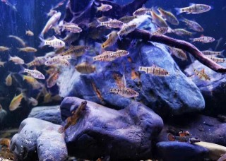 飼養觀賞魚哪些情況下會用到鹽，魚缸放鹽之後多久需