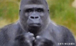 人類和猩猩能孕育出下一代嗎？女科學家親身試驗，結果是這樣的