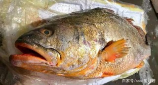 俄羅斯有魚子醬，法國有鵝肝，日本有和牛，那有什麼頂尖食材
