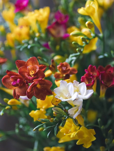 適合新手的5種盆栽花卉，價格便宜愛開花，擺在陽台開成小花園