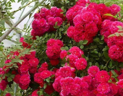 家裏有個小院子，種上5種漂亮花，每一種都是“開花機器”
