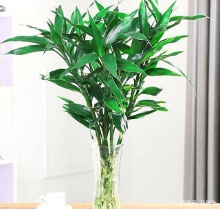 不願意水培富貴竹？無根土培多注意這4方面，枝葉四季常青