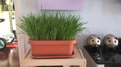 陽台也能種植的6種蔬菜，30天就能采摘一茬，皮實好養還有趣
