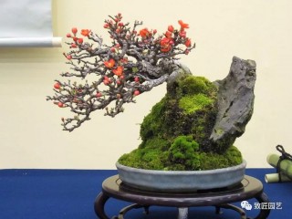 盆景欣賞，可不是件簡單的事！