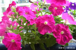 養花的4個基礎知識，早知道早受益