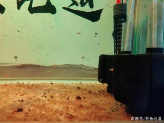 三種簡單的魚缸過濾形式，外掛、水妖精、內置，需要經常清洗嗎？
