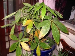 最怕植物發黃，教您一招輕鬆解決，梔子花、文竹、發財樹黃！