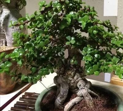 新手養金枝玉葉，教你兩個小技巧，葉片綠的流油，養成小老樁