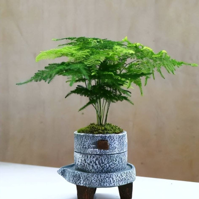 5種花長時間不長個？趁早“剃個頭”長勢旺，越養越漂亮