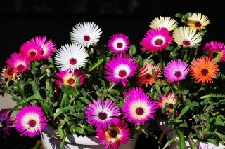 新型陽台盆栽花—彩虹菊，花色燦爛，如絢麗彩虹，漂亮又好養