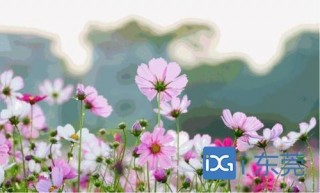 記者帶你玩：賞花海、遊古村、品美食