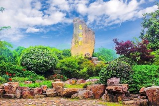 宜興龍背山森林公園薔薇園繁花盛開，吸引遊客漫步其中拍攝觀賞