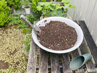 通用盆栽土搭配指南，有幾類植物不適合用，介質選擇很關鍵
