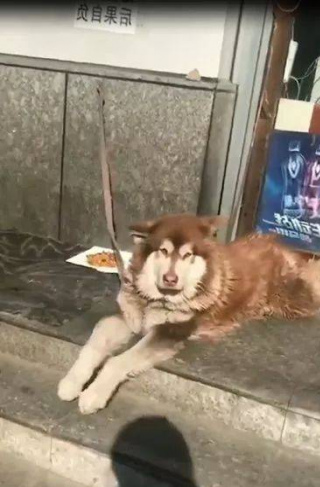 這狗，一看就不是正經狗~