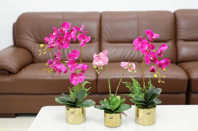 開春新手逛花市，遇到5種花再喜歡也別買，都是商家的智商稅