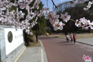 仲春之月看長城 金山嶺春風浸人心醉