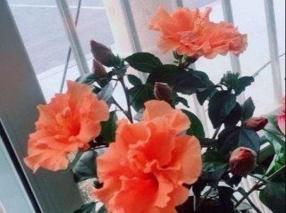桑葉牡丹花，換盆加「小料」，滿盆大牡丹，花苞一串串，開一整年
