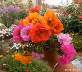 春夏養花，別放任枝葉瘋長了，剪剪、扭扭花盆，盆栽不徒不變形