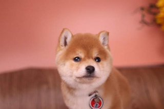 賽級柴犬和寵物級有什麼區別？賽級柴犬多少錢？