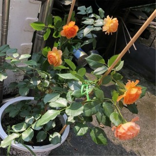 夏養的月季，謹記「2多2少」，安全度夏