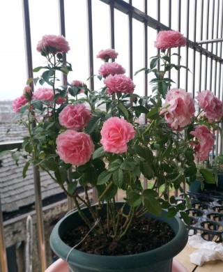 海神王陽台，專為盆栽觀賞而生，花似牡丹，又美又香，四季有花開