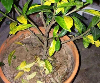 盆花養花久了，如何防止盆土板結？