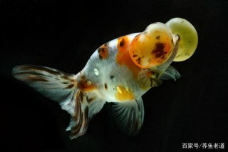 都說魚缸水流大，觀賞魚很容易患病，主要關注哪幾點問題？