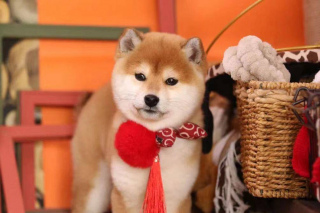 寵物店買的六千的柴犬竟然不是純種的？如何挑合格的柴犬賣家？