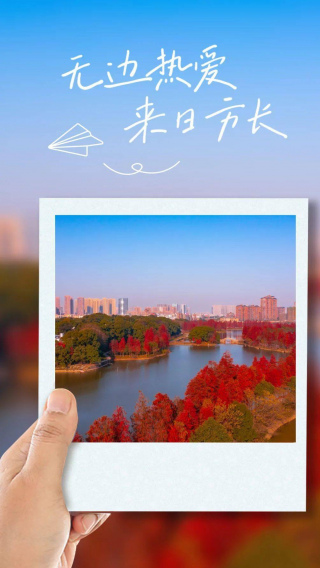 @望城人，家門口的杉樹紅了，怎一個美字了得！