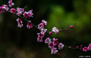 錚錚“傲骨”如寒梅綻放，這些星座原則性強，正氣凜然，不卑不亢