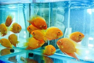 從沒看到觀賞魚打鬥，為什麼有些魚會受傷，或者殘缺不全？